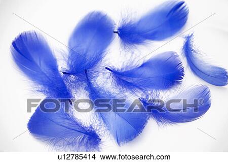 Picture - Feather. Fotosearch