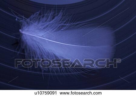 Feather View Large Photo Image Stock Image - Feather. Fotosearch