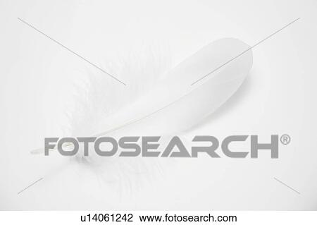 Feather View Large Photo Image Stock Image - Feather. Fotosearch
