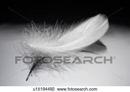 Stock Image - Feather. Fotosearch