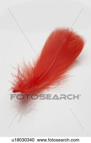 Stock Image - Feather. Fotosearch
