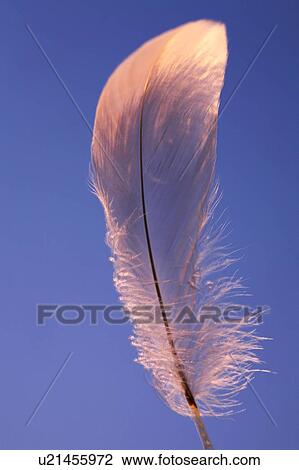Feather View Large Photo Image Stock Image - Feather. Fotosearch