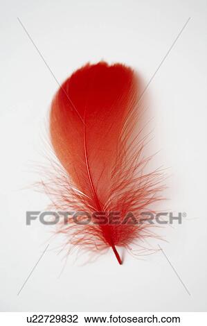 Stock Image - Feather. Fotosearch