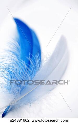 Feather View Large Photo Image Stock Image - Feather. Fotosearch