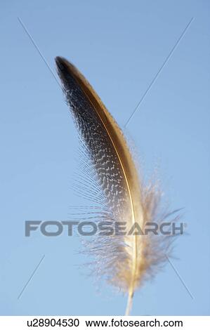 Stock Image - Feather. Fotosearch