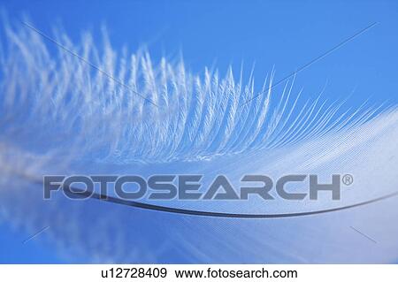 Stock Photo - Feather. Fotosearch