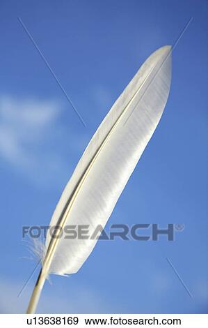 Stock Photo - Feather. Fotosearch