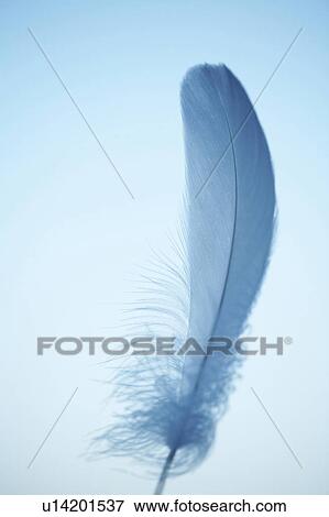 Stock Photo - Feather. Fotosearch