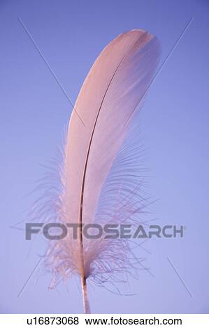 Stock Photo - Feather. Fotosearch
