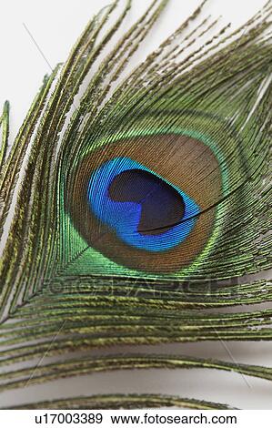 Feather View Large Photo Image Stock Photo - Feather. Fotosearch