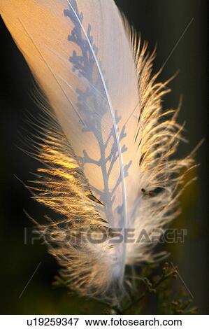 Feather View Large Photo Image Stock Photo - Feather. Fotosearch