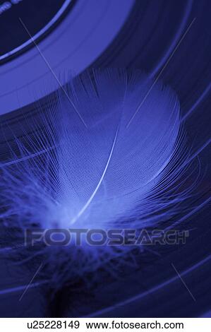 Stock Photo - Feather. Fotosearch