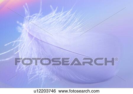 Stock Photograph - Feather. Fotosearch