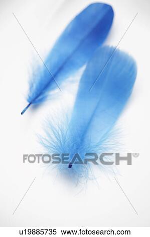 Stock Photography - Feather. Fotosearch