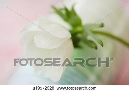 Anemone View Large Photo Image Stock Photo - Anemone. Fotosearch