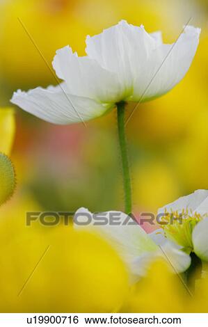 Stock Photograph - Coquelicot. Fotosearch