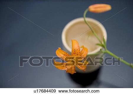Stock Photo - Corylopsis pauciflora. Fotosearch