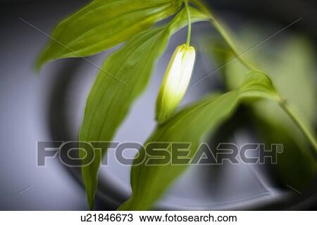Disporum sessile View Large Photo Image Stock Image - Disporum sessile. Fotosearch