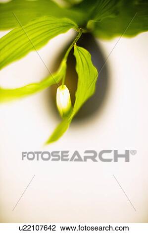 Disporum sessile View Large Photo Image Stock Image - Disporum sessile. Fotosearch