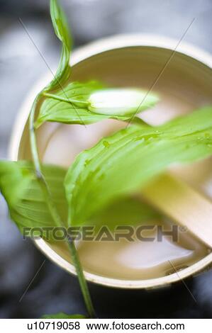 Stock Photo - Disporum sessile. Fotosearch