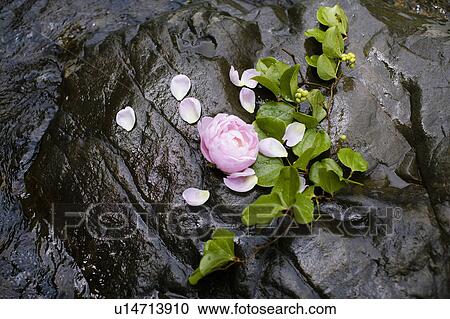 Stock Image - Flower arrangement. Fotosearch