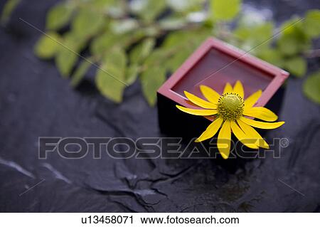 Helianthus tuberosus View Large Photo Image Stock Image - Helianthus tuberosus. Fotosearch