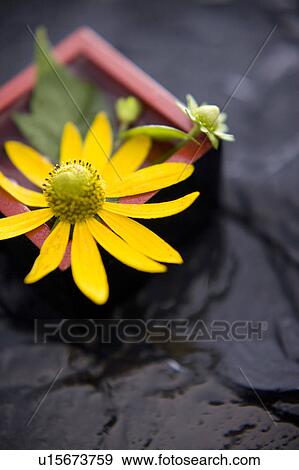 Helianthus tuberosus View Large Photo Image Stock Photo - Helianthus tuberosus. Fotosearch