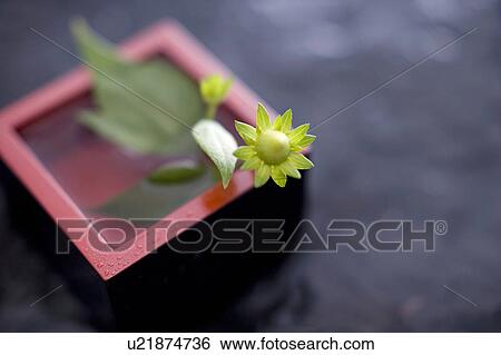 Stock Photograph - Helianthus tuberosus. Fotosearch