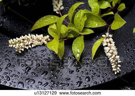 Stock Photo - Itea virginica. Fotosearch
