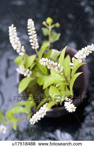 Stock Photo - Itea virginica. Fotosearch