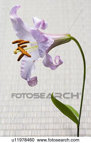 Lilium japonicum View Large Photo Image Stock Image - Lilium japonicum. Fotosearch