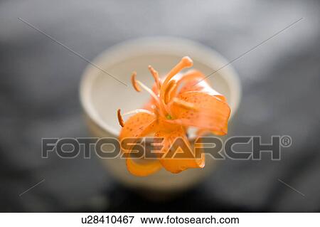 Stock Photo - Lilium medeoloides. Fotosearch