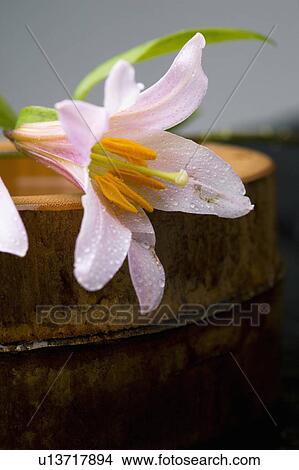 Lilium rubellum View Large Photo Image Picture - Lilium rubellum. Fotosearch