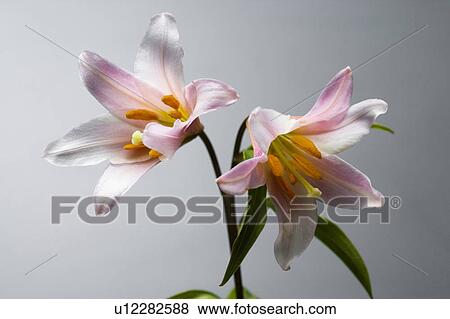 Lilium rubellum View Large Photo Image Stock Photo - Lilium rubellum. Fotosearch