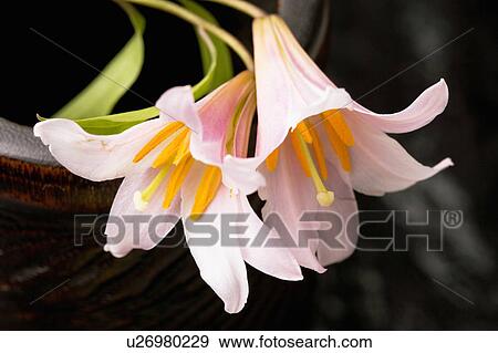 Lilium rubellum View Large Photo Image Stock Photo - Lilium rubellum. Fotosearch