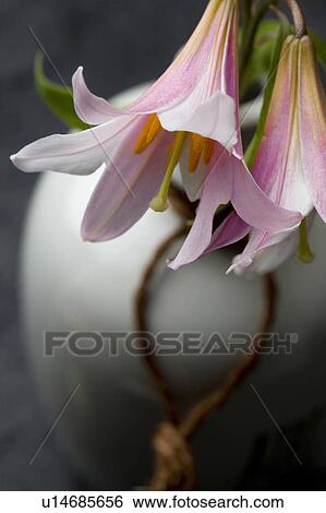 Stock Photograph - Lilium rubellum. Fotosearch