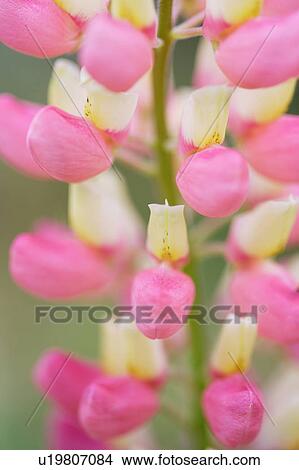 Picture - Lupinus. Fotosearch
