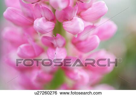 Stock Photograph - Lupinus. Fotosearch