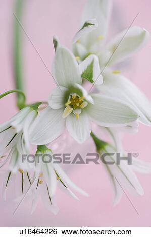 Stock Photograph - Ornithogalum. Fotosearch