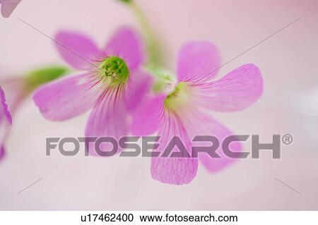 Oxalis View Large Photo Image Stock Image - Oxalis. Fotosearch