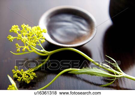 Stock Photo - Patrinia scabiosaefolia. Fotosearch