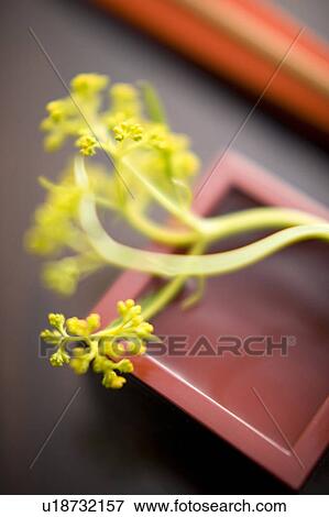 Stock Photo - Patrinia scabiosaefolia. Fotosearch