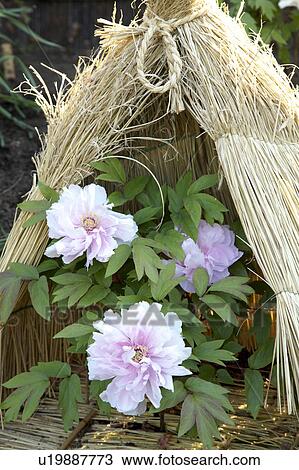 Stock Image - Peony. Fotosearch