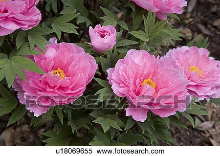 Stock Photography - Peony. Fotosearch