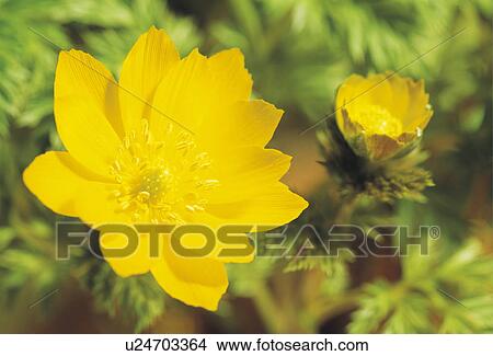 Pheasant's eye View Large Photo Image Picture - Pheasant's eye. Fotosearch