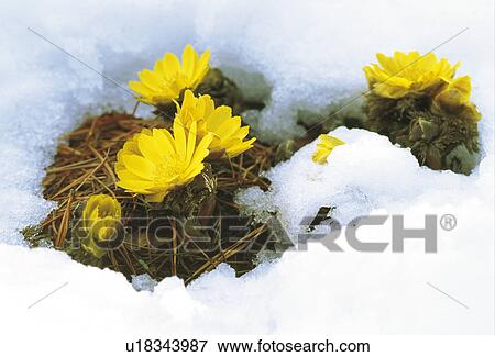 Pheasant's eye View Large Photo Image Stock Photo - Pheasant's eye. Fotosearch
