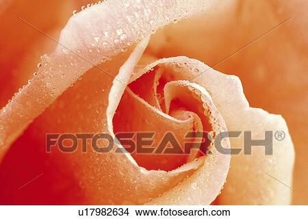 Rose View Large Photo Image Picture - Rose. Fotosearch