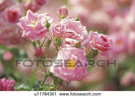Rose View Large Photo Image Stock Image - Rose. Fotosearch