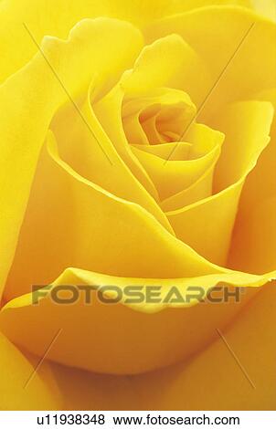 Rose View Large Photo Image Stock Photo - Rose. Fotosearch