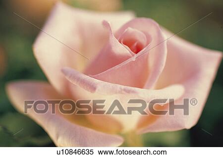 Stock Photography - Rose. Fotosearch